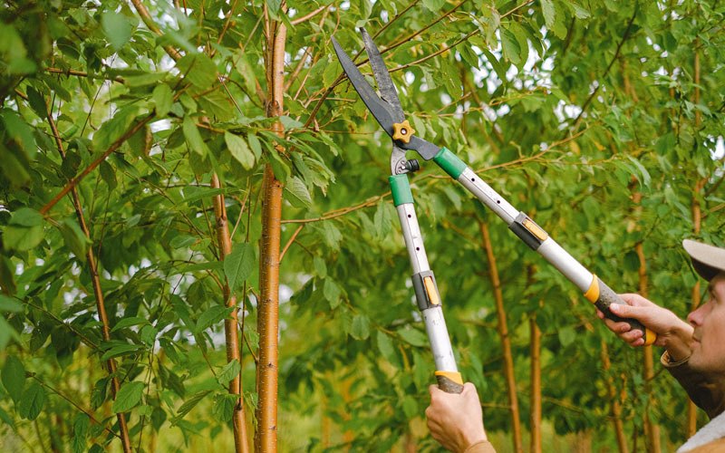 Tree trimming in Warwick, ND