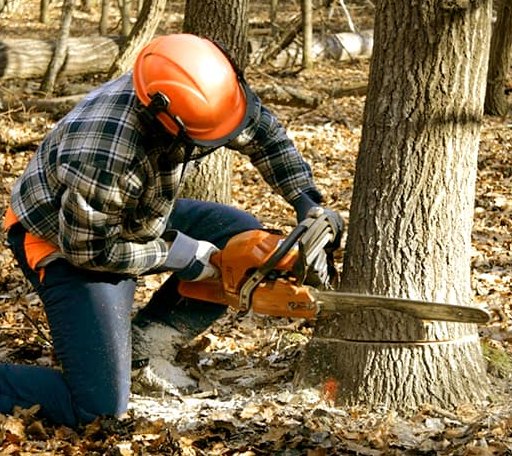 Tree Removal in Warwick, ND